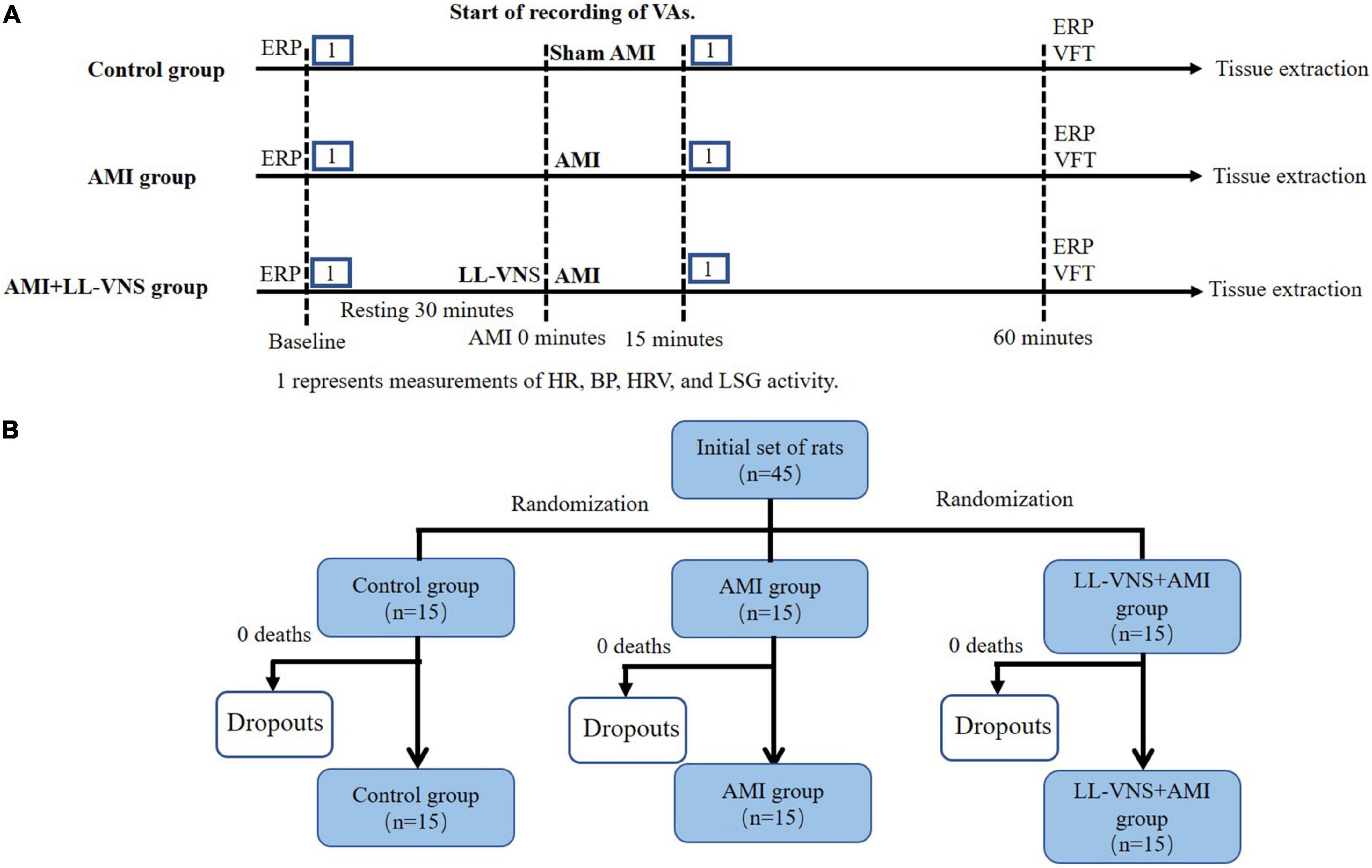 LL-VNS attenuates SK2 expression and incidence of arrhythmias following acute myocardial infarction in rats